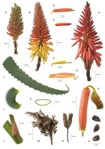 Botanical board / Aloe Arborescens / Aloe Arborescent by Unbekannt