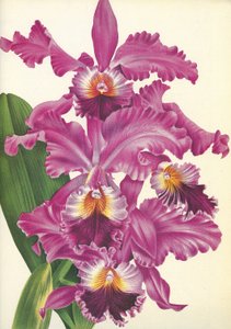 Botanical Board: Cattleya labiata var. Perfecta by Unbekannt