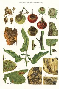 Botanical Board of Fruit Vegetable Diseases by Unbekannt