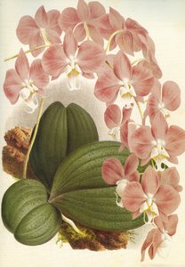 Botanical Board: Phalaenopsis sanderiana by Unbekannt