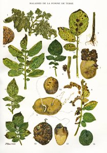Botanical Board: Potato Diseases