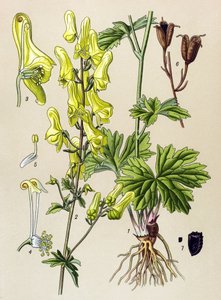 Botanical Board, Toxic and Medicinal Plant: Wolf-Killer (Aconitum lycoctonum)