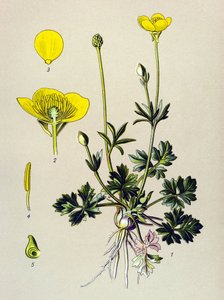 Botanical Board, Toxic Plant: Bulbous Buttercup or Golden Bud (Ranunculus bulbosus)