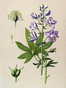 Botanical Board, Poisonous Plant: Dolphinella Staphysegar (Delphinium staphysagria) by Unbekannter Künstler