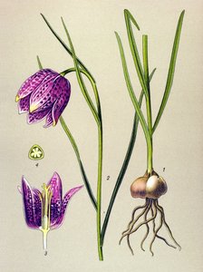 Botanical Board, Toxic Plant: Guinea Fowl (Fritillaria meleagris) by Unbekannter Künstler