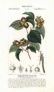 Botanical board: hazelnut and hazelnut - American hazelnut, Corylus americana, native to North America. Handcoloured copperplate stipple engraving from Jussieu