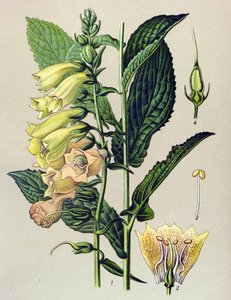 Botanical Board, Plant: Big-flowered Digital (Digitalis grandiflora) by Unbekannter Künstler
