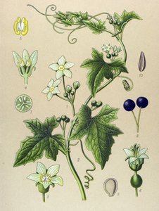 Botanical Board, Plant: Bryony (Bryonia alba) by Unbekannter Künstler