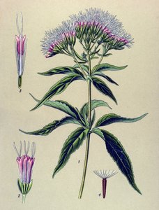 Botanical Board, Plant: Hemp-leaved Eupatorium (Eupatorium cannabinum)