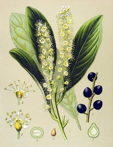 Botanical Board, Plant: Cherry Bay (Prunus Laurocerasus)