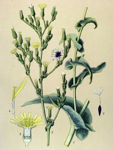 Botanical Board, Plant: Ferous Lettuce or Wild Lettuce (Lactuca virosa) by Unbekannter Künstler