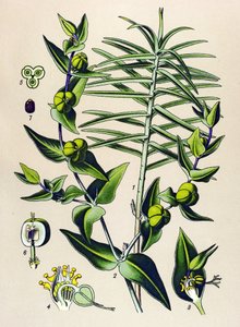 Botanical Board, Poisonous and Medicinal Plant: Euphorbia Epurge (Euphorbia lathyris) by Unbekannter Künstler