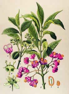 Botanical Board, Poisonous Plant: European Charcoal (Euonymus europaeus) by Unbekannter Künstler