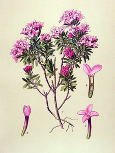 Botanical Board, Poisonous Plant: Camelee or Camelee of the Alps (Daphne Cneorum) by Unbekannter Künstler
