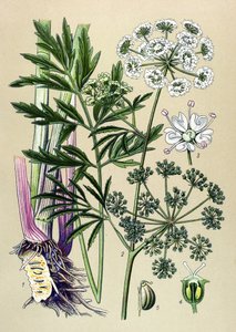 Botanical Board, Toxic and Medicinal Plant: Aquatic Hemlock (Cicuta virosa) by Unbekannter Künstler