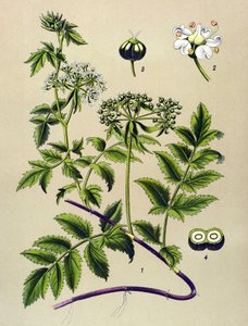 Botanical Board, Toxic Plant: Berle (Berula angustifolia) by Unbekannter Künstler