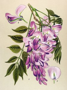 Botanical Board, Toxic Plant: Chinese Wisteria (Wistaria chinensis)