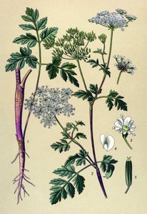 Botanical Board, Toxic Plant: Leaning Chervil (Chaerophyllum temulum) by Unbekannter Künstler