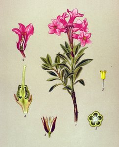 Botanical Board, Toxic Plant: Rhododendron Cilie (Rhododendron hirsutum) by Unbekannter Künstler