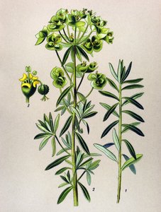 Botanical Board, Toxic Plant: Round Eule or Euphorbia Peplus (Euphorbia Peplus) by Unbekannter Künstler