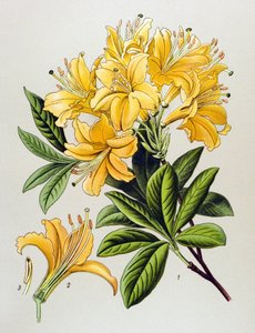 Botanical Board, Toxic Plant: Yellow Azalee (Rhododendron luteum) by Unbekannter Künstler