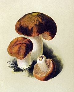Botanical Board: Russule Foetens (Russula foetens) by Unbekannter Künstler