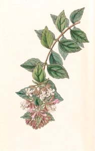 Botanical illustration / Abelia Chinensis / Abelia Rupestris / Abelia of China / Abelia Rock by Unbekannt