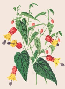 Botanical Illustration: Abutilon megapotamicum, Abutilon
