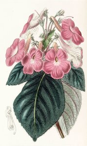 Botanical illustration / Achimenes Grandiflora / Achimene has large flowers by Unbekannt