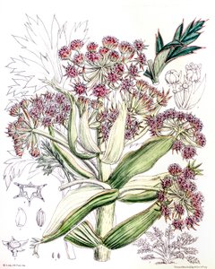 Botanical illustration / Aciphylla Latifolia / Anisotome Latifolia / Broad Aciphyll by Unbekannt