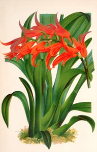 Botanical illustration / Ada Aurantiaca by Unbekannt