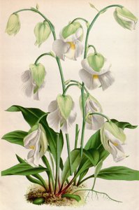 Utricularia alpina by Unbekannt
