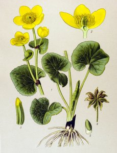 Botanical Board, Toxic Plant: Marsh Marigold (Caltha palustris) by Unbekannter Künstler
