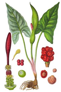 Botanical plate: arum spotted (Wild arum or Arum maculatum), a medicinal plant, historical chromolithography by Unbekannter Künstler