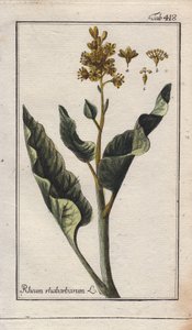 Rhubarb Leaves, Rheum rhabarbarum by Unbekannter Künstler