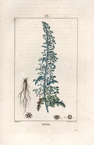 Botris (Chenopodium botrys) - Engraving by Lambert fils, after a drawing by Pierre Jean Francois Turpin (1775-1840), from La flore medicale, by Chaumeton, Poiret et Chamberet, Paris 1830 - Jerusalem oak goosefoot, Dysphania botrys by Unbekannter Künstler
