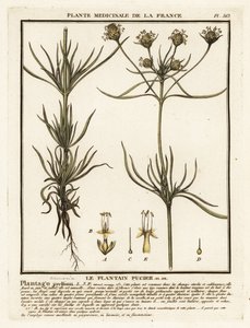 Branched Plantain, Plantago Indica by Unbekannter Künstler