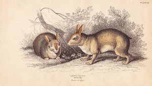 Brazilian Rabbit, Sylvilagus brasiliensis (Lepus tapeti)