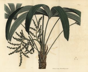 Broadleaf lady palm