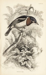 Brown-throated Watt-eye, Platysteira cyanea (Show Tody, Platystera lobata)