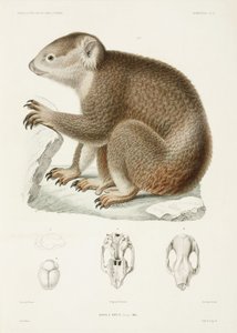 Brown Koala by Unbekannter Künstler
