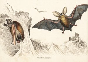 Brown long-eared bat or common long-eared bat
