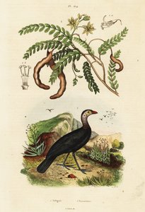Brushturkey and tamarind.,1834-1839 by Unbekannter Künstler