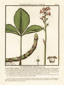 Buckbean, Menyanthes trifoliata
