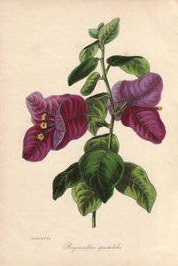 Bougainvillea spectabilis. Hand-coloured lithograph drawn by Samuel Holden for Sir Joseph Paxton in "Magazine of Botany," London, W.S. Orr by Unbekannter Künstler