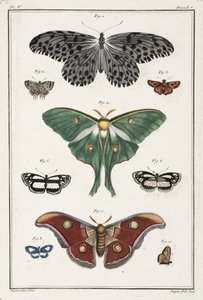 Butterflies
