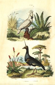 Sulphur-crested Cockatoo and horned screamer by Unbekannt