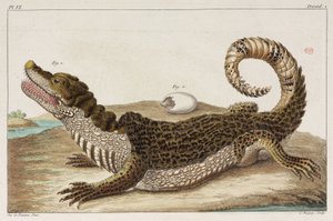 Caiman and Its Young by Unbekannt