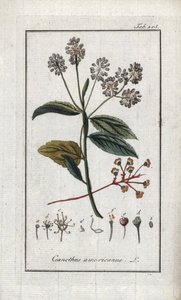 California Lilac (Ceanothus americanus). Lithograph from 
