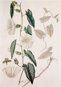 Calystegia sepium, Hedge Bedding